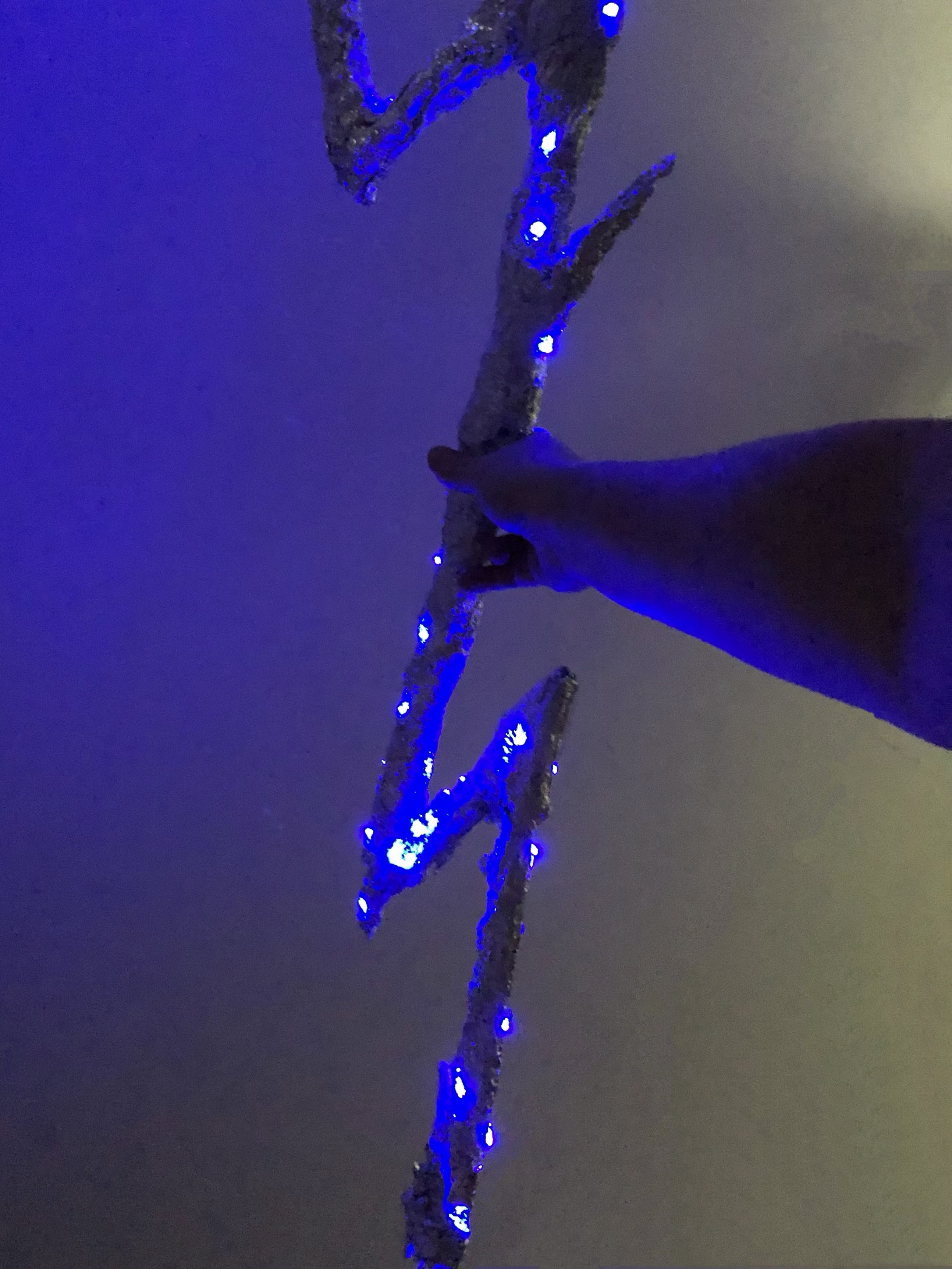 IMG_2635.jpeg