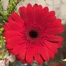 Flower3311
