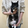 ручнойкот