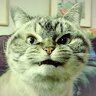 User_Green