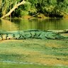 crocodiledandy