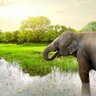 Green Elephant