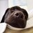 Dogs_VOI