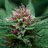 Profigrow